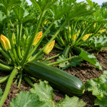 Zucchini