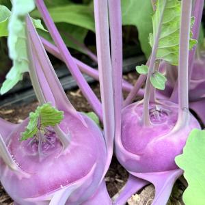 Organic Kohlrabi