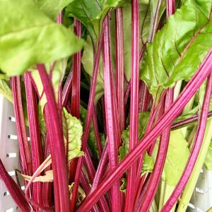 Beets